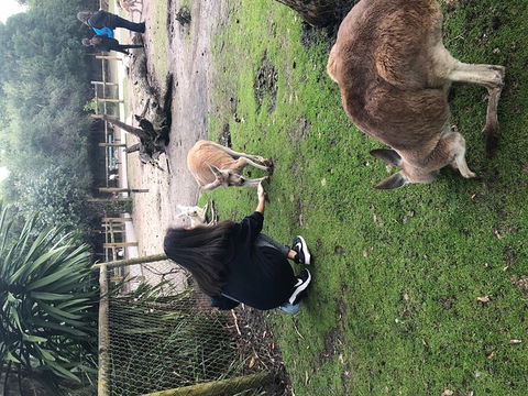 Perth Hills - Wildlife, Art & Gastronomy - Flights 4
