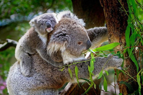 Private Three Day Great Ocean Road Tour - Flights 2