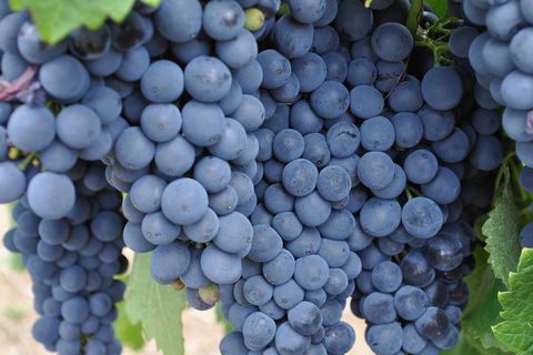 Adelaide Hills Day Tour. Winery Cellar Doors - Flights 3