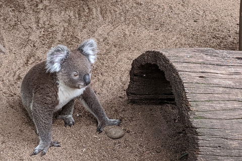 Australian Wildlife & Waterfalls Private Tour With 'Personalised Sydney Tours' - Flights 0