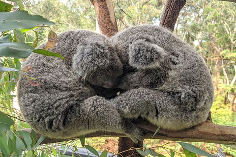 Australian Wildlife & Waterfalls Private Tour With 'Personalised Sydney Tours' - Flights 2