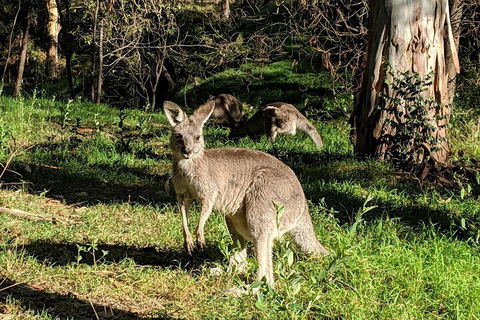 Australian Wildlife & Waterfalls Private Tour With 'Personalised Sydney Tours' - Flights 3