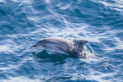 All Inclusive Dolphin And Tangalooma Wrecks Cruise - Flights 1