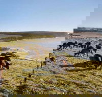 Kangaroo Island Personal Group Tours - Flights