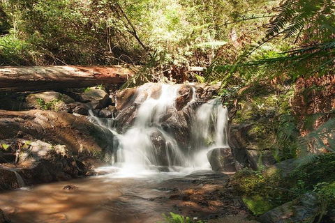 Discover Tour: Dandenong Ranges & William Ricketts Sanctuary - Flights 1