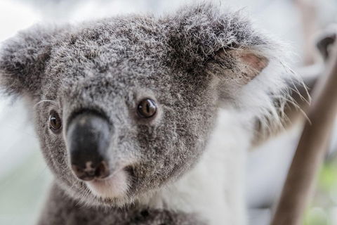 Ultimate Sydney Pass - Flights 2