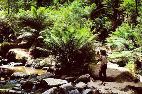 Small Group - Yarra Valley & Dandenong Ranges Hike From Melbourne - Flights 4