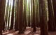 Small Group - Yarra Valley & Dandenong Ranges Hike From Melbourne - thumb 5