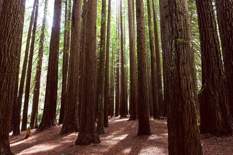 Small Group - Yarra Valley & Dandenong Ranges Hike From Melbourne - Flights 5