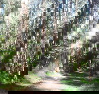 Dandenong Ranges Private Tour Including William Ricketts Sanctuary - Flights