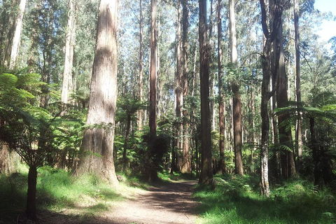 Dandenong Ranges Private Tour Including William Ricketts Sanctuary - Flights 0