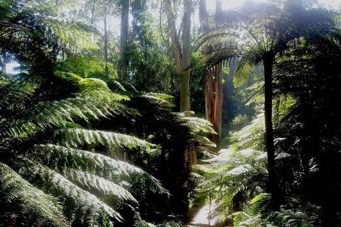 Dandenong Ranges Private Tour Including William Ricketts Sanctuary - Flights 1