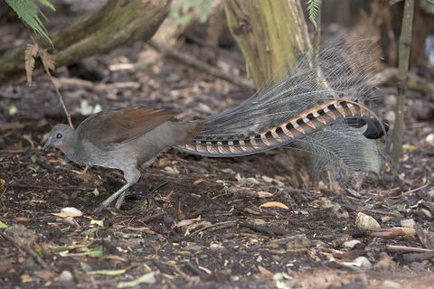 Dandenong Ranges Private Tour Including William Ricketts Sanctuary - Flights 4