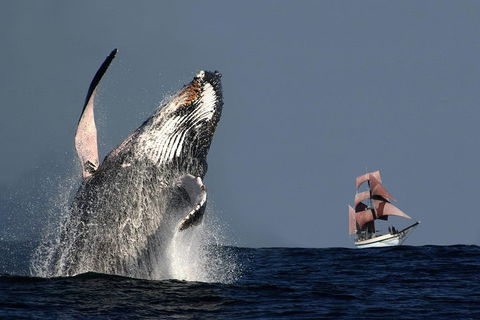 Sydney Harbour Tall Ship Whale & Sail - Whale Watching Cruise - Flights 0