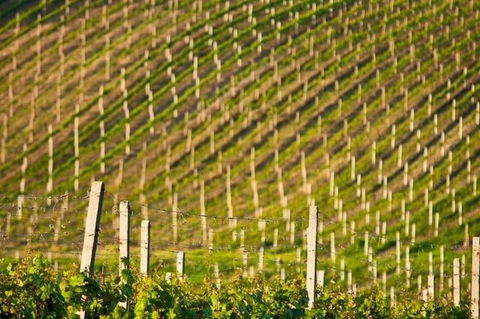 Melbourne Super Saver: Great Ocean Road + Mornington Peninsula + Attraction Pass - Flights 1