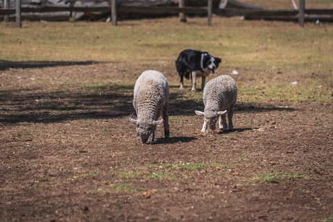 Small-Group Phillip Island Penguin Parade Day Tour From Melbourne - Flights 2