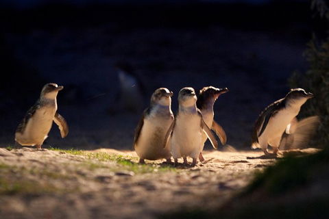 Small-Group Phillip Island Penguin Parade Day Tour From Melbourne - Flights 5