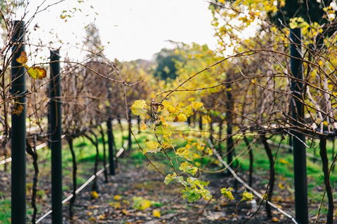 Australian Wine Discovery Tour Ticket - Flights 4