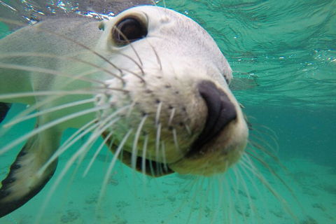 6-Day Eyre Peninsula & Flinders Ranges Adventure Tour - Flights 2