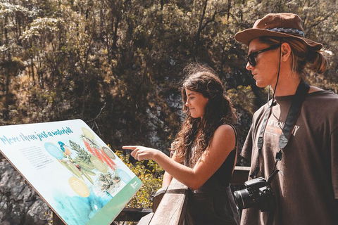 Springbrook AndTamborine Rainforest Tour Incl Natural Bridge And Glow Worm Cave - Flights 0