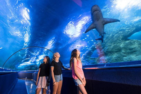 Lunch And General Admission Entry At AQWA - Flights 0