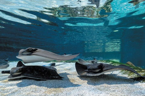 Lunch And General Admission Entry At AQWA - Flights 1