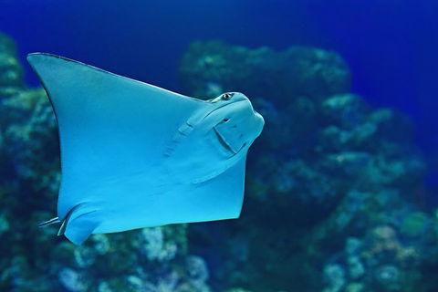 Cairns Aquarium Admission Ticket - Flights 2