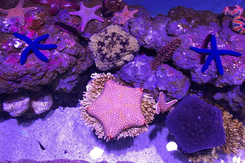 Cairns Aquarium Admission Ticket - Flights 5