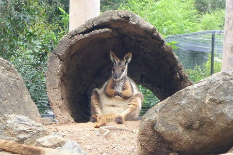 Featherdale Wildlife Park General Admission - Flights 2