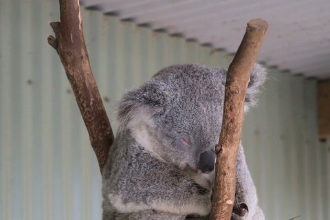 Featherdale Wildlife Park General Admission - Flights 3