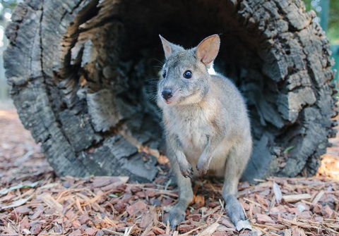 Featherdale Wildlife Park General Admission - Flights 5