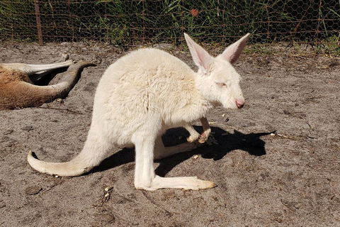 Very Best Of Perth Tour - Wildlife Park & City Highlights Tour - Flights 3