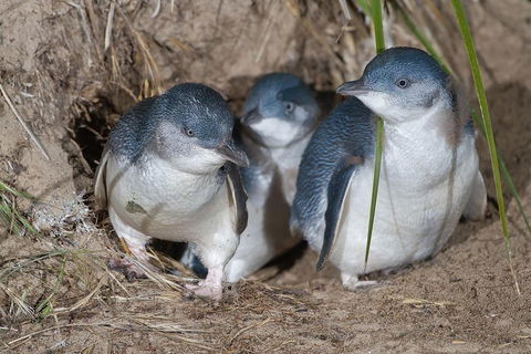 Great Ocean Road & Phillip Island - 3 Days, 2 Nights - Flights 2