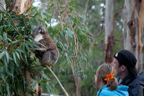 Great Ocean Road & Phillip Island - 3 Days, 2 Nights - Flights 4